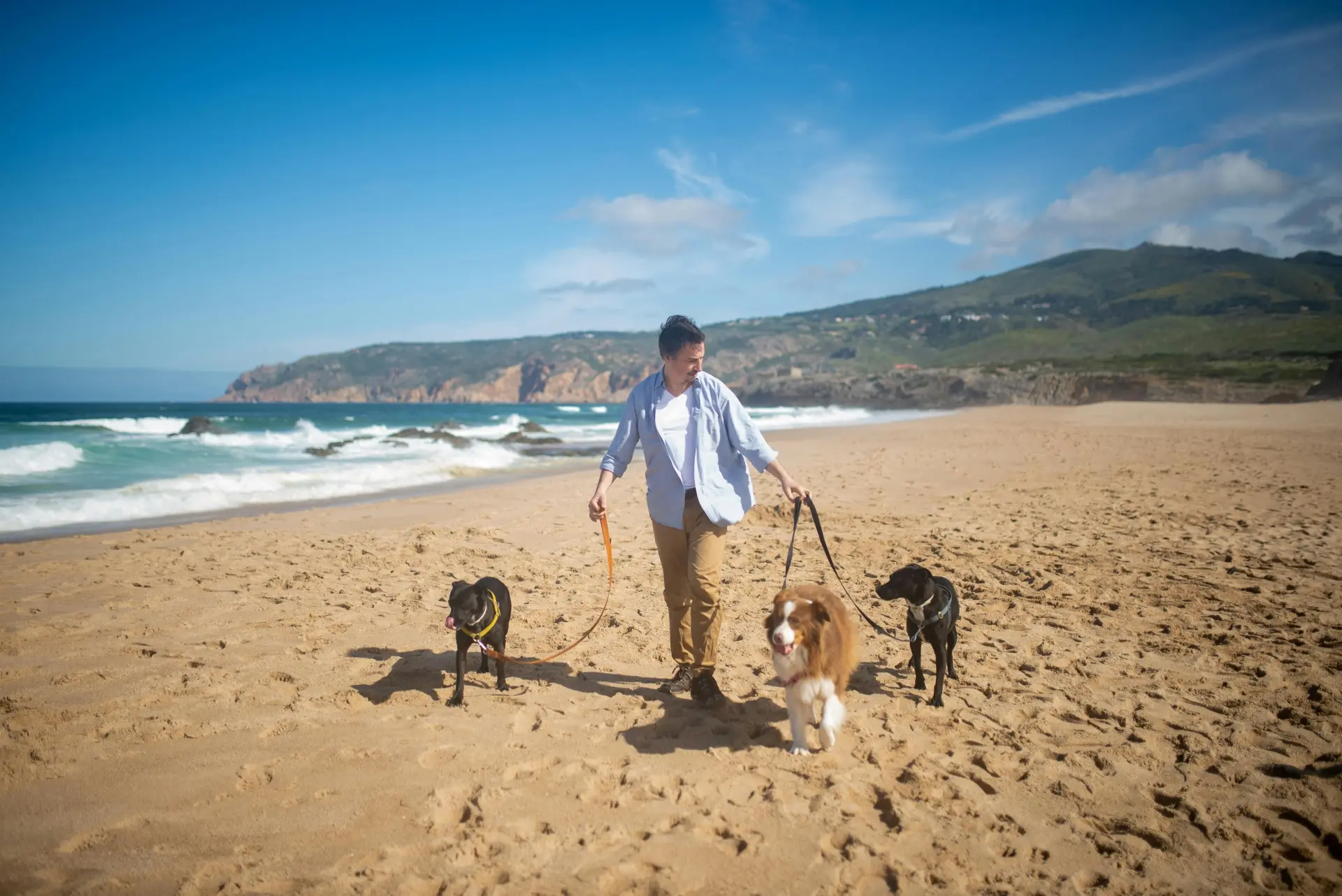 plomo fácil para perros